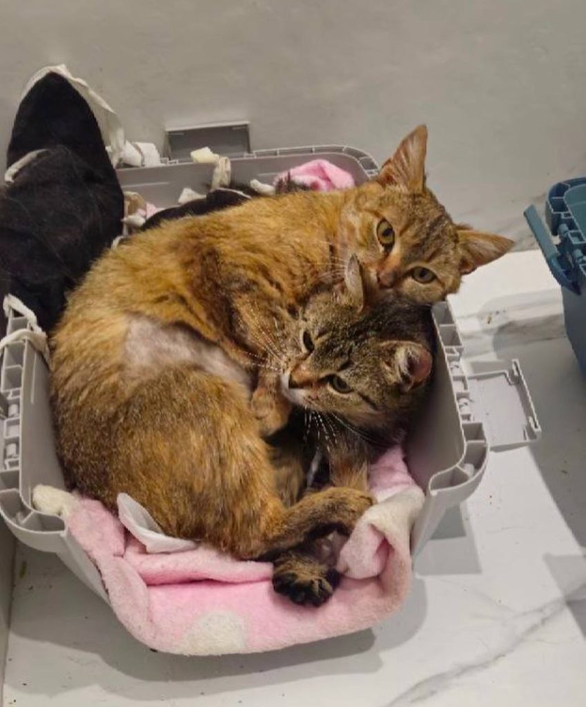 Two cats 
