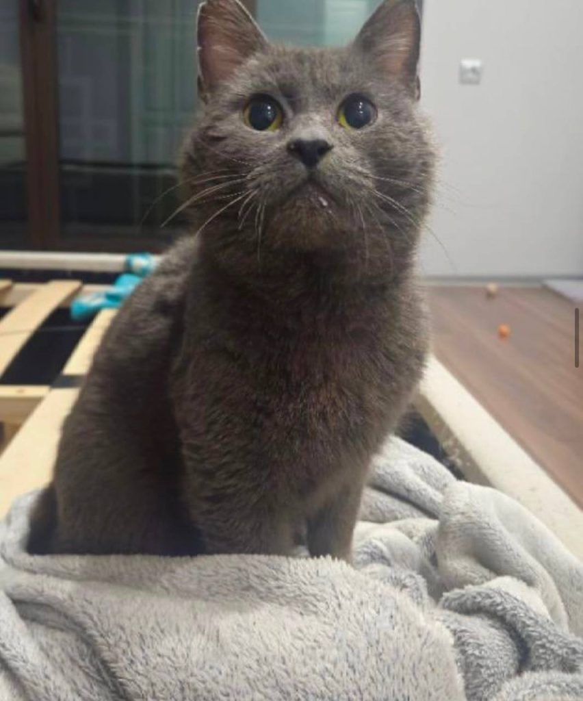 Gray cat